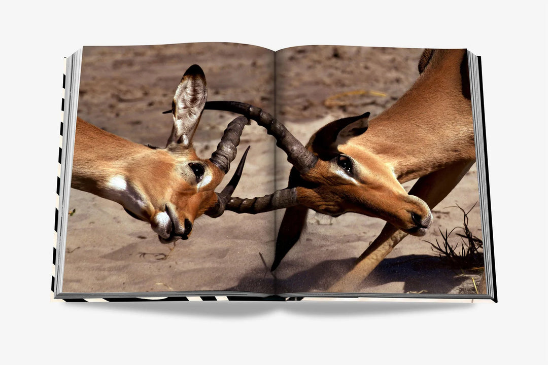 Livro African Adventures - Popbox