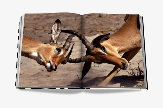 Livro African Adventures - Popbox