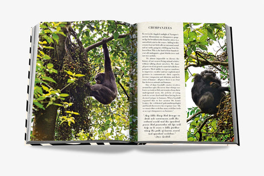 Livro African Adventures - Popbox